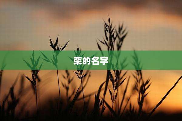 栾的名字