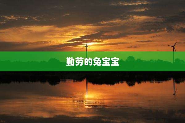 勤劳的兔宝宝