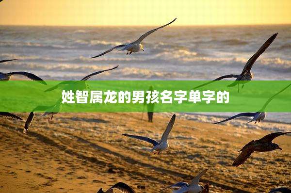 姓智属龙的男孩名字单字的