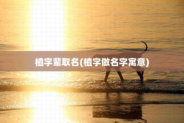 植字辈取名(植字做名字寓意)