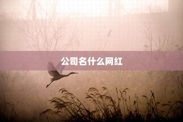 公司名什么网红