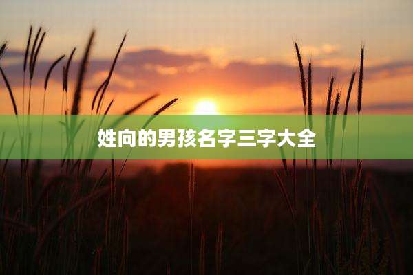 姓向的男孩名字三字大全