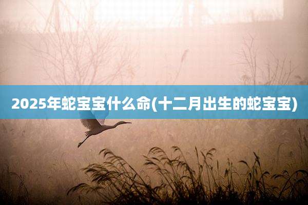 2025年蛇宝宝什么命(十二月出生的蛇宝宝)