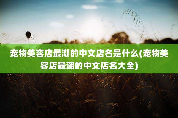 宠物美容店最潮的中文店名是什么(宠物美容店最潮的中文店名大全)