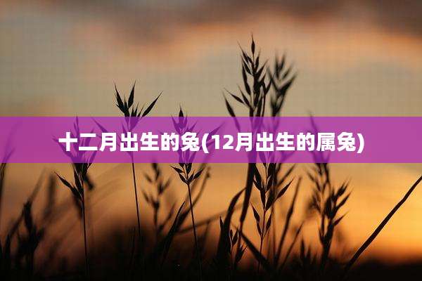 十二月出生的兔(12月出生的属兔)