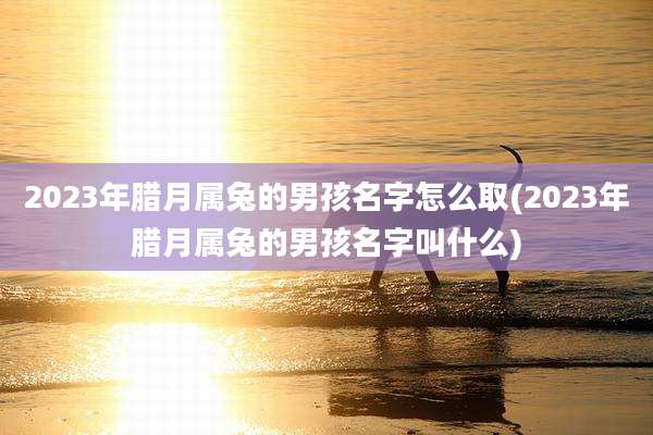 2023年腊月属兔的男孩名字怎么取(2023年腊月属兔的男孩名字叫什么)