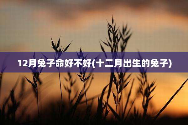12月兔子命好不好(十二月出生的兔子)