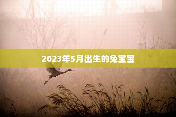 2023年5月出生的兔宝宝