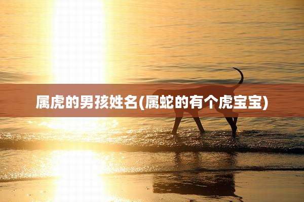 属虎的男孩姓名(属蛇的有个虎宝宝)