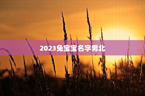 2023兔宝宝名字男北