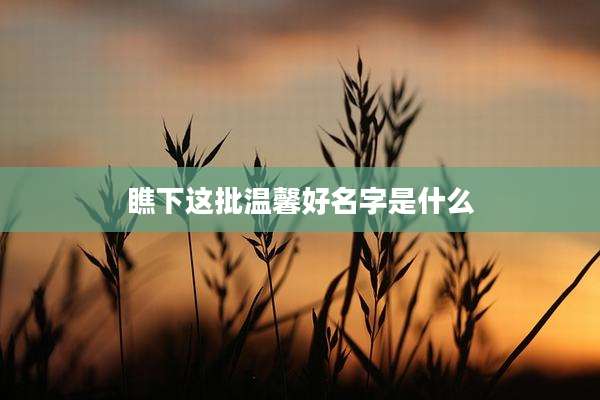 瞧下这批温馨好名字是什么