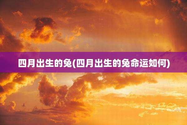 四月出生的兔(四月出生的兔命运如何)