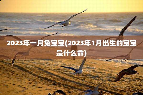 2023年一月兔宝宝(2023年1月出生的宝宝是什么命)