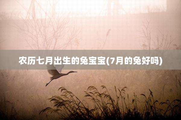 农历七月出生的兔宝宝(7月的兔好吗)