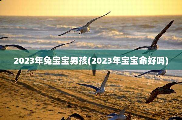 2023年兔宝宝男孩(2023年宝宝命好吗)