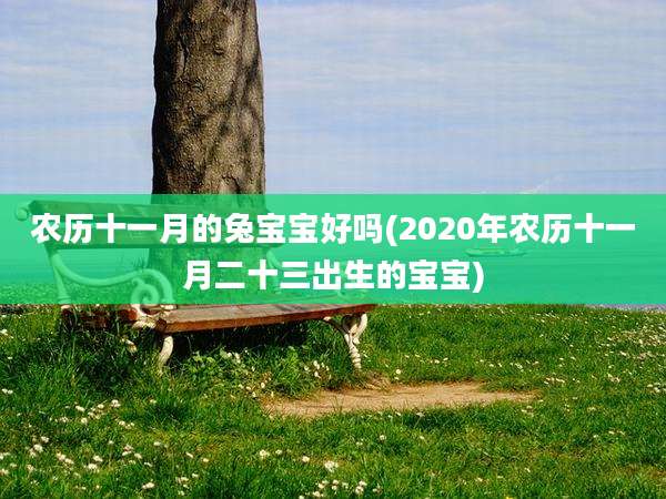 农历十一月的兔宝宝好吗(2020年农历十一月二十三出生的宝宝)